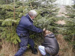 S bliver der fldet juletr".  copyright: Jesper Ellegaard